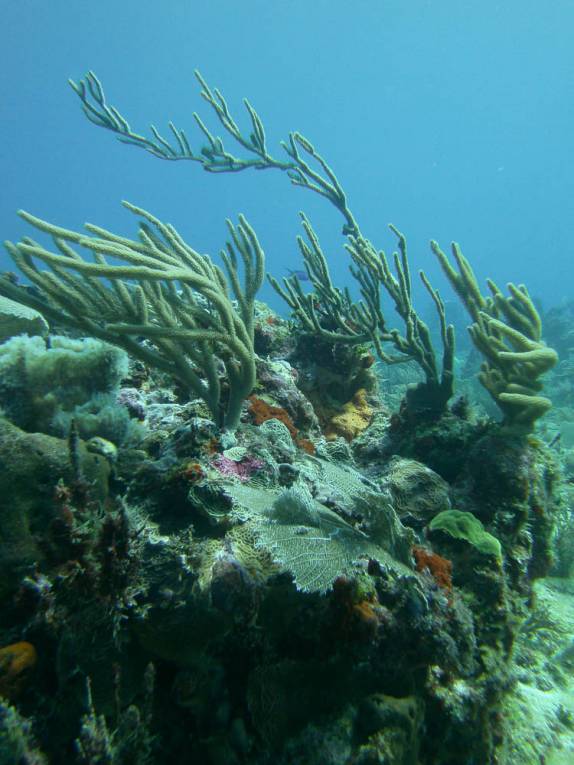 Jardim de corais no segundo mergulho do dia em Isla Mujeres, no litoral do Yucatán, no sul do México